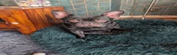 French Bulldog dogs for sale: Reluctant sale of male French Bulldog  - Advert 2