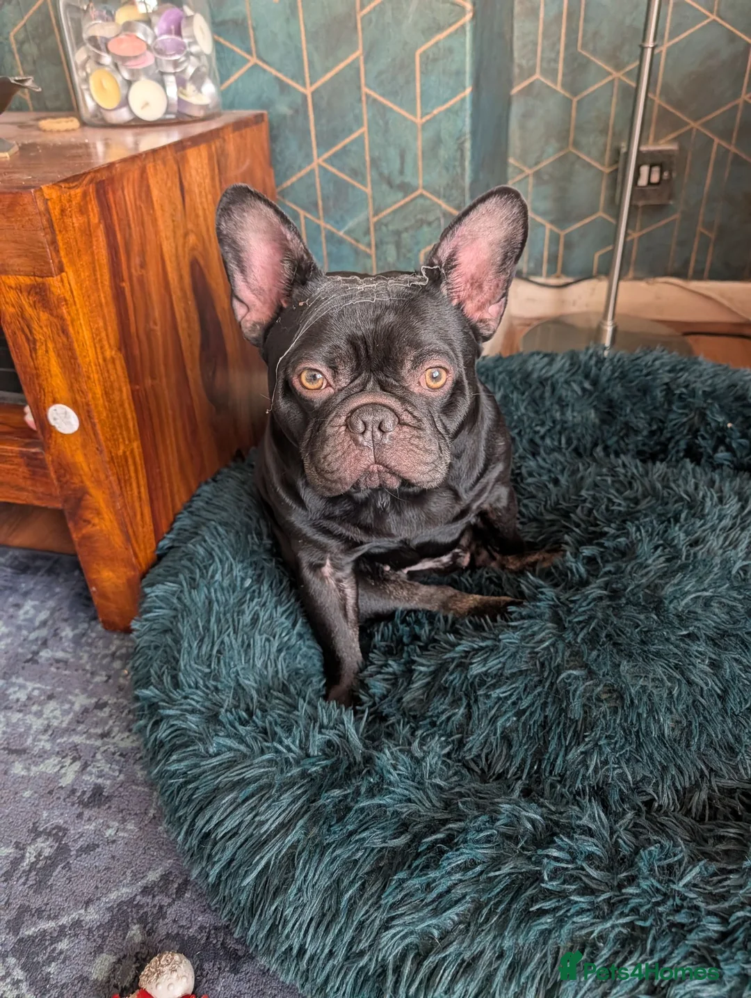 French Bulldog dogs for sale: Reluctant sale of male French Bulldog  - Advert 2