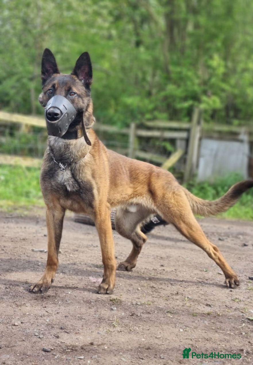 Belgian Shepherd Dog dogs WORKINGLINE PUPS FOR SALE - Advert 3