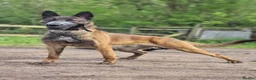 Belgian Shepherd Dog dogs for sale: WORKINGLINE PUPS FOR SALE in Birmingham - Advert 1