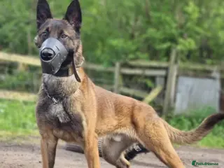 Belgian Shepherd Dog dogs WORKINGLINE PUPS FOR SALE - Advert 12