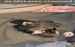 Staffordshire Bull Terrier dogs for sale: Chunky Staffordshire bull terrier puppies for sale - Image 16