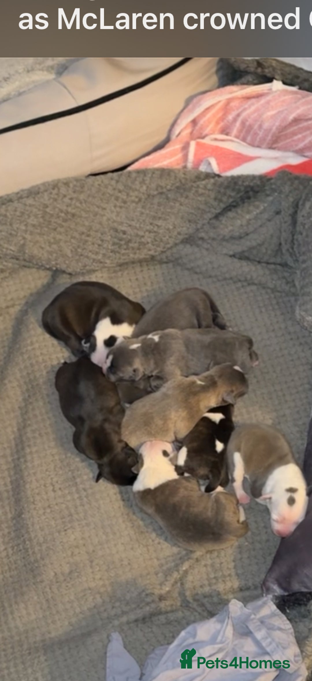 Staffordshire Bull Terrier dogs for sale: Chunky Staffordshire bull terrier puppies for sale - Image 16