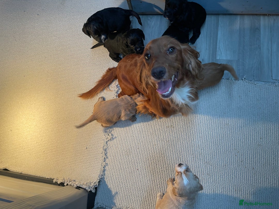 Cocker Spaniel dogs for sale: 🐾 Gorgeous Cocker Spaniel Puppies  🐾 - Image 6