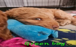 Cockapoo dogs for sale: Beautiful F2 cockapoos  - Image 10