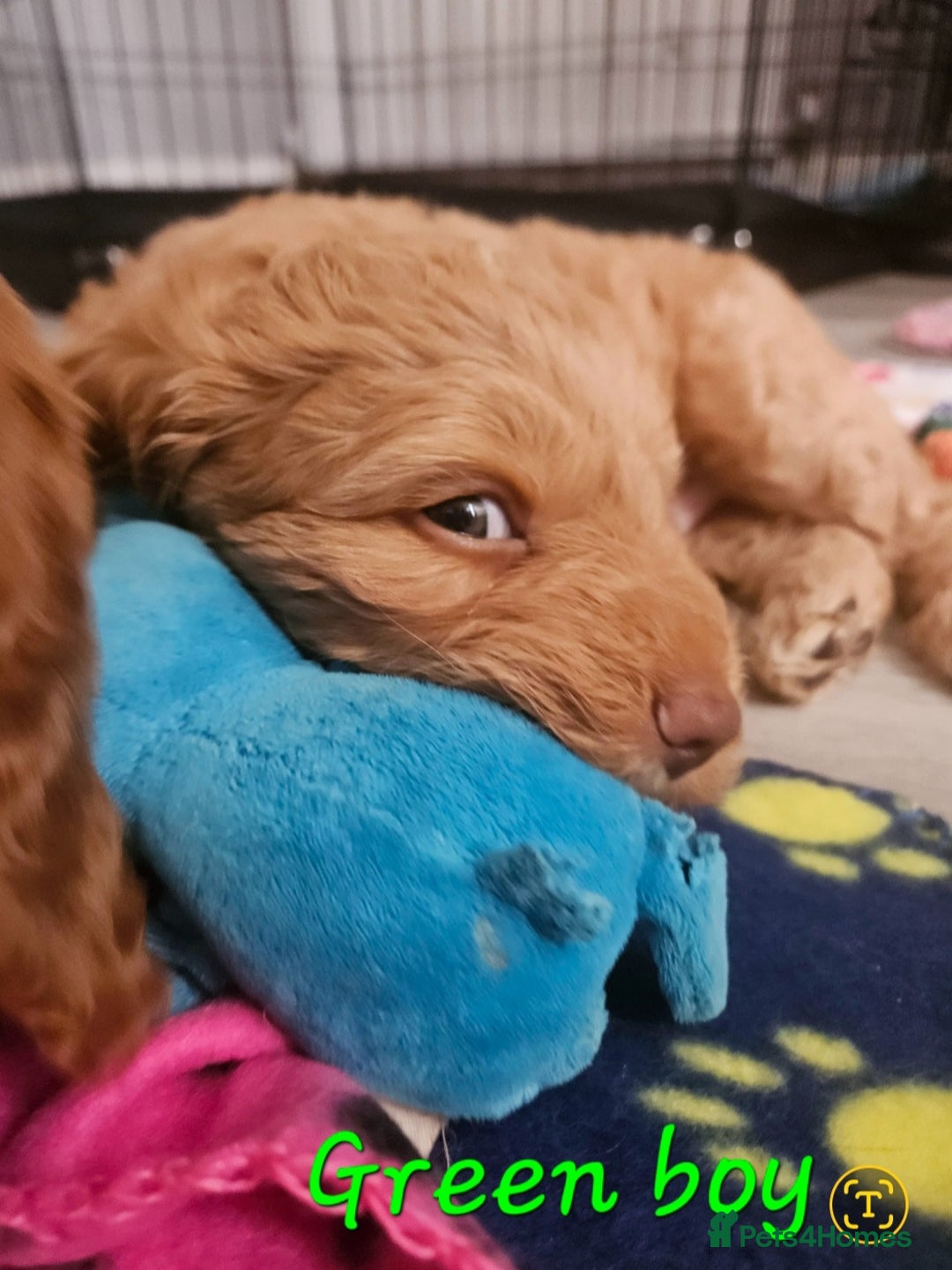 Cockapoo dogs for sale: Beautiful F2 cockapoos  - Image 10