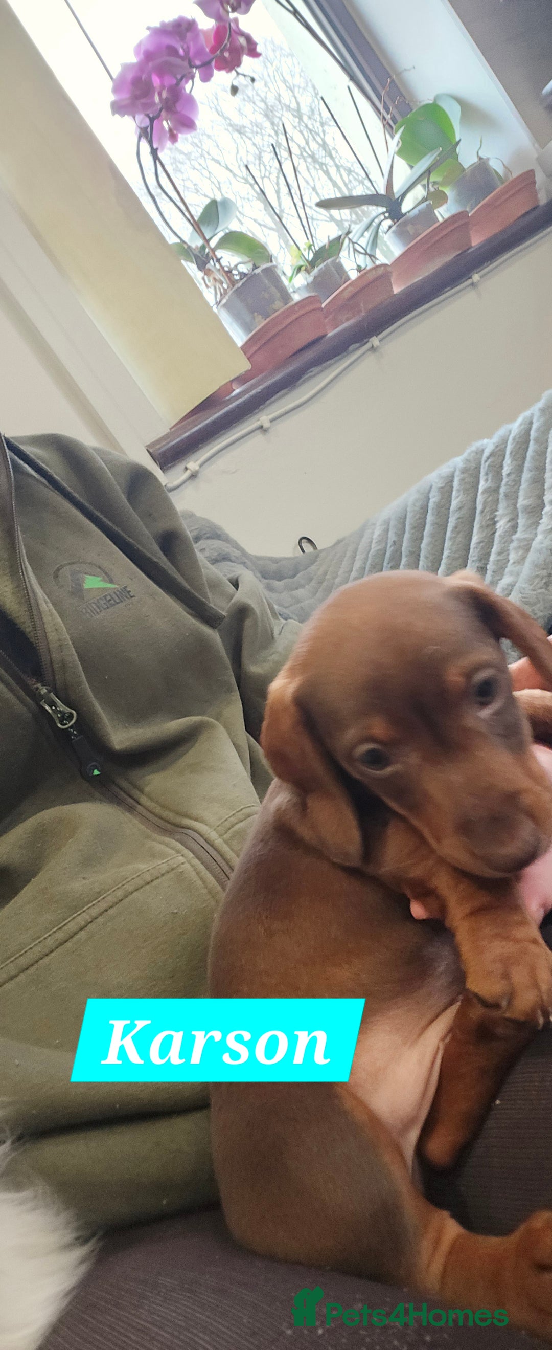 Dachshund dogs for sale: Beautiful Daxis - Advert 32