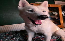 Siberian Husky dogs for sale: Male and female husky  - Image 2