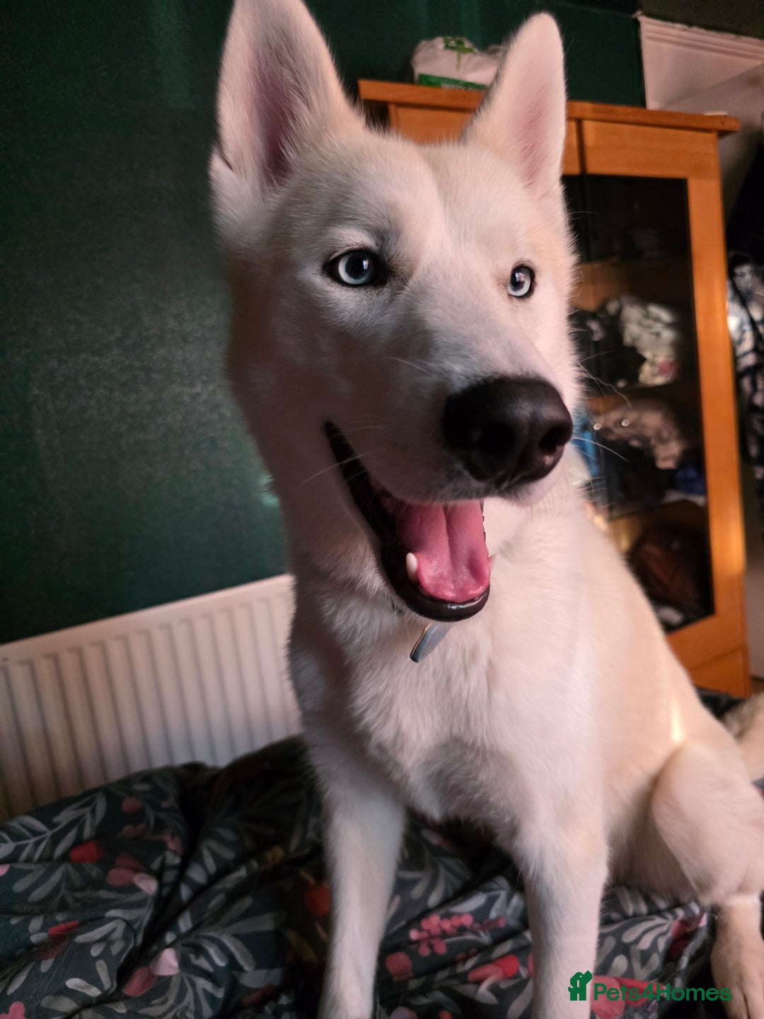 Siberian Husky dogs for sale: Male and female husky  - Image 2