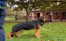 German Shepherd dogs for sale: Stunning German Shepherd puppy male - Image 1