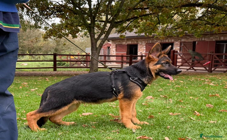 German Shepherd dogs - Advert 4