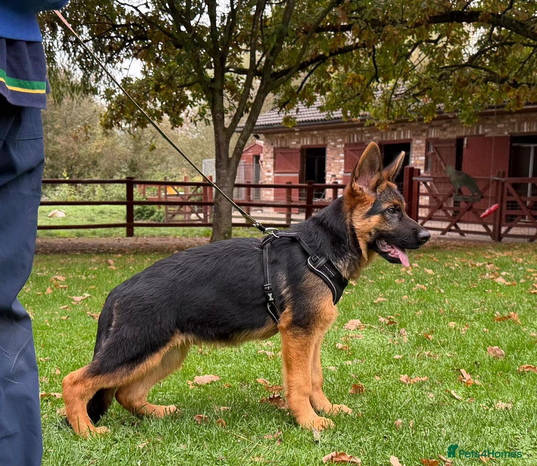 German Shepherd dogs for sale: Stunning German Shepherd puppy male - Image 1