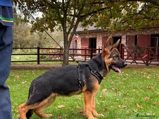German Shepherd dogs - Advert 4