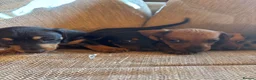 Miniature Dachshund dogs for sale: Miniature dachshunds - Advert 34