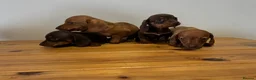 Miniature Dachshund dogs for sale: 4 gorgeous miniature dashaund puppies  - Advert 4