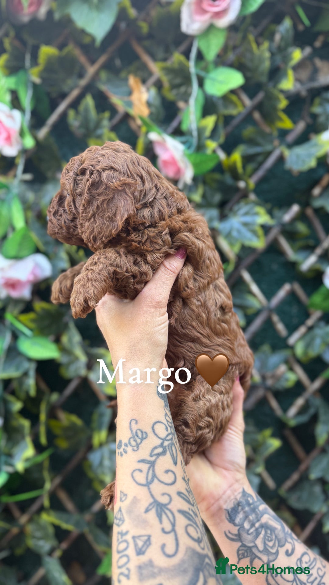 Cockapoo dogs for sale: beautiful F1 cockapoo's in Wembley - Image 14