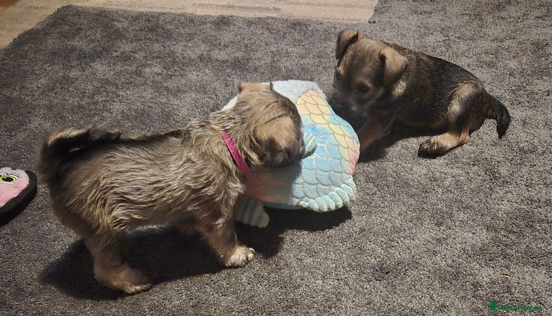 Miniature Schnauzer dogs for sale: Miniature Schnauzer puppies kc reg Ready to view - Image 26