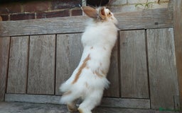 Mixed Breed rabbits for sale: Very pretty soft fluffy bunnies - Image 25