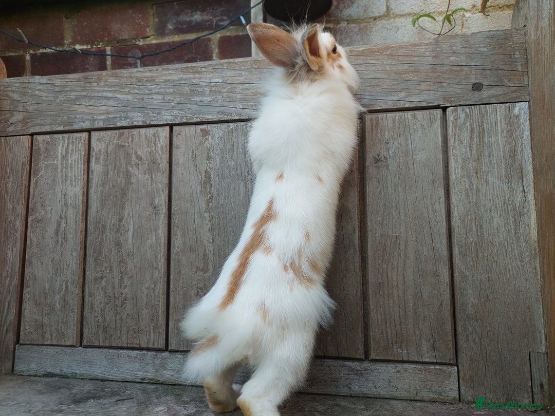 Mixed Breed rabbits for sale: Very pretty soft fluffy bunnies - Image 25