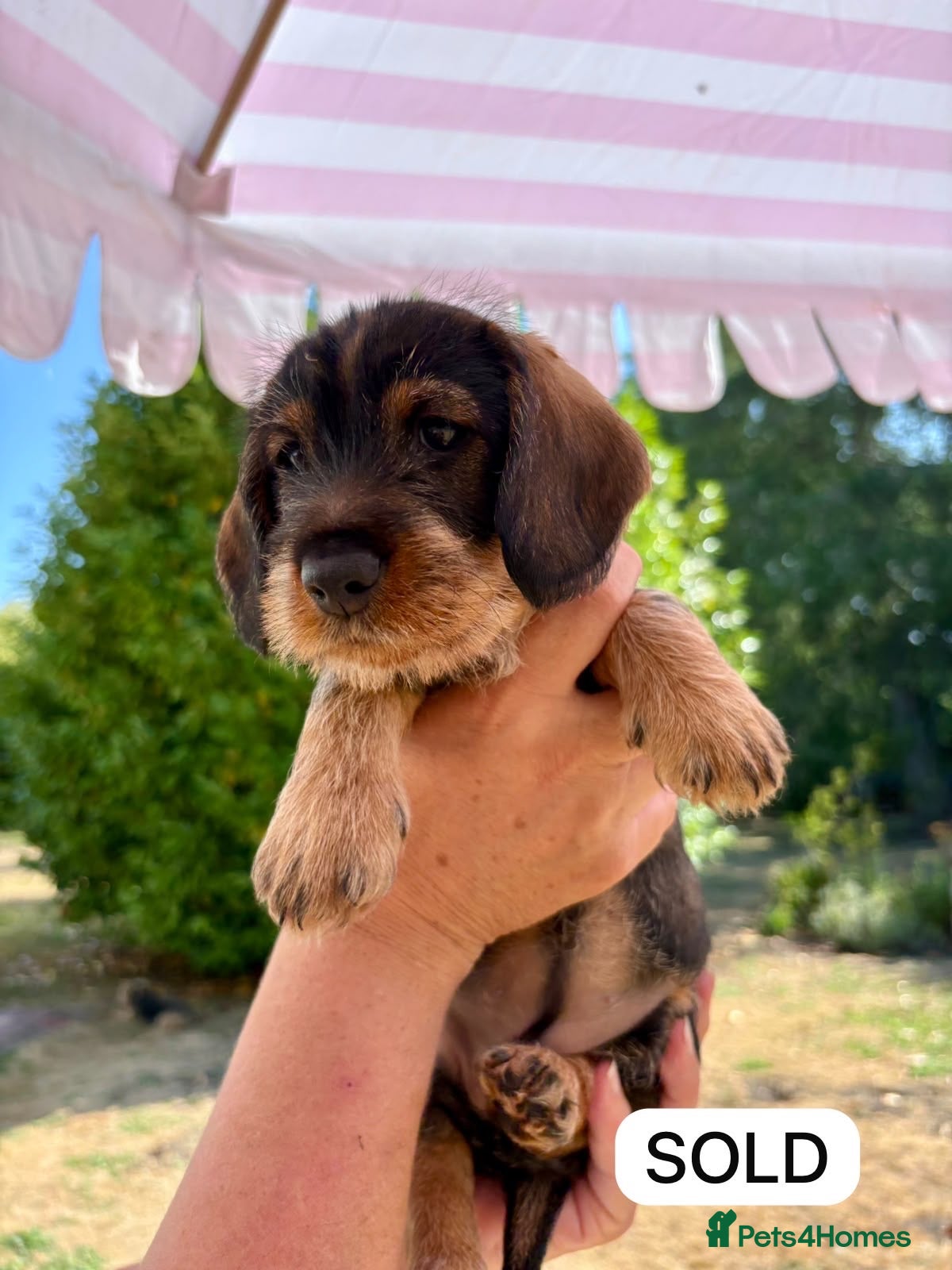 Dachshund dogs Standard Wirehaired Dachshund Puppies For Sale - Advert 1