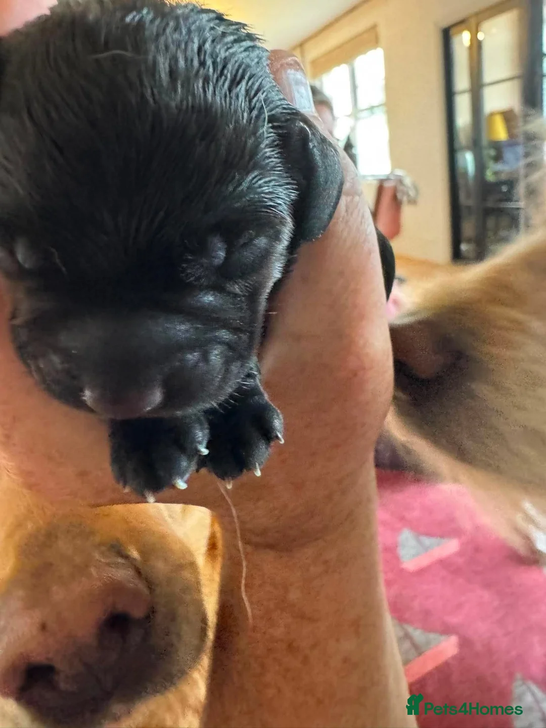 Mixed Breed dogs for sale: Breaking News: The impossible has happened. - Advert 2