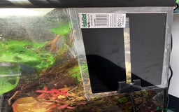 Frog reptiles for sale: Green anole & Green Tree frog & ecosystem! - Image 6