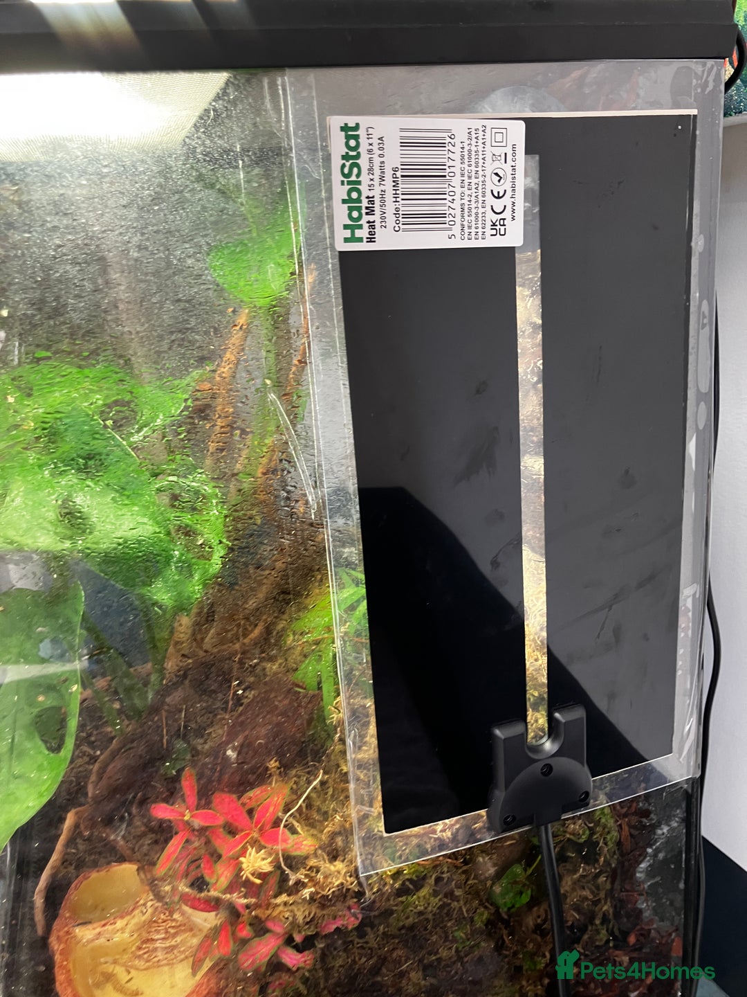 Frog reptiles for sale: Green anole & Green Tree frog & ecosystem! - Image 6