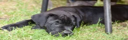 Mixed Breed dogs for sale: Cane Corso / Bullmastiff Puppies ready to  go. - Advert 20