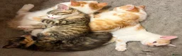 Domestic Shorthair cats for sale: 5 beautiful coloured kittens - Advert 5