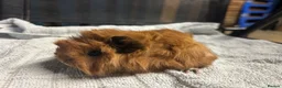 Guinea Pig rodents for sale: beautiful friendly guinea pigs to reserve  - Advert 17