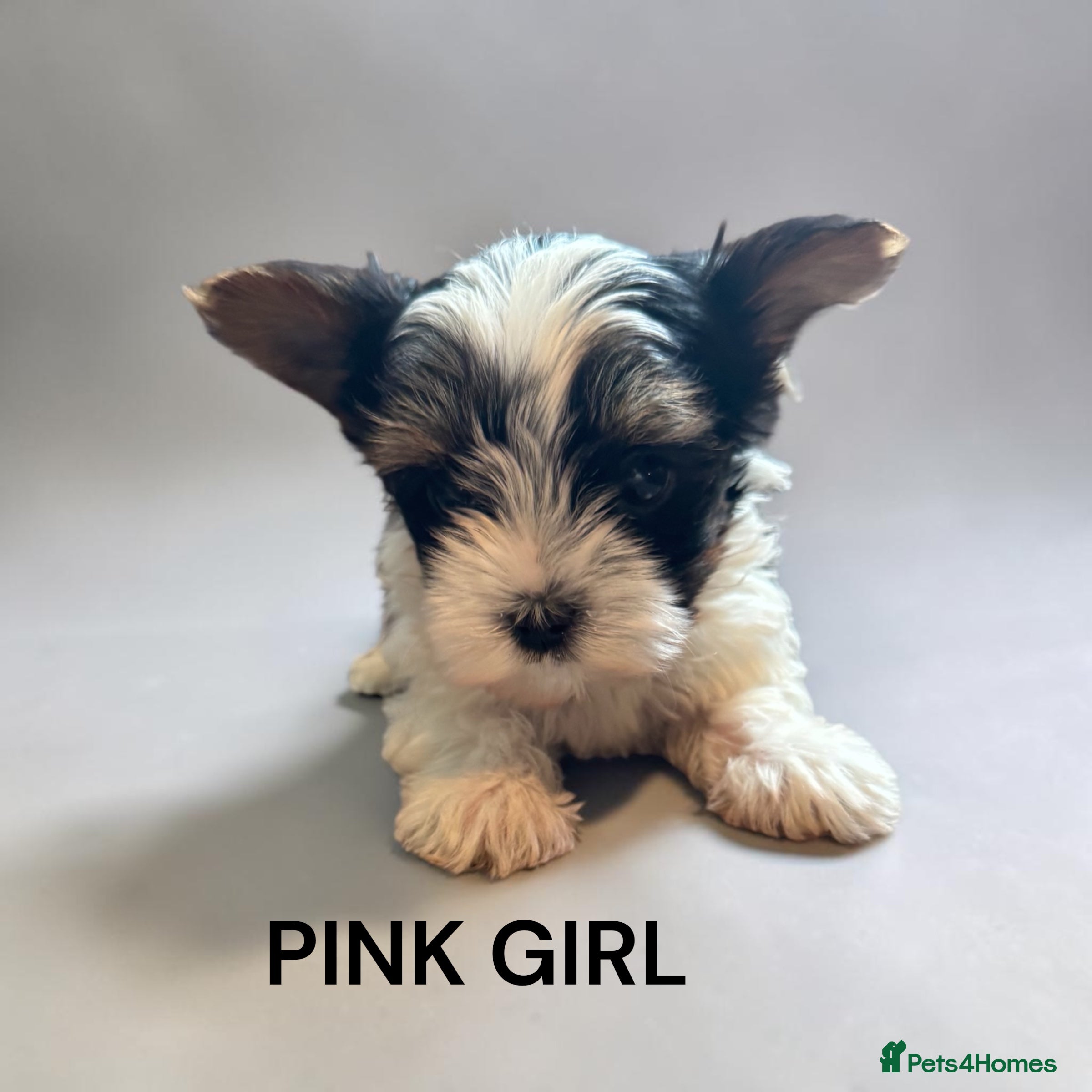 Yorkshire Terrier dogs for sale: beautiful  - Advert 5