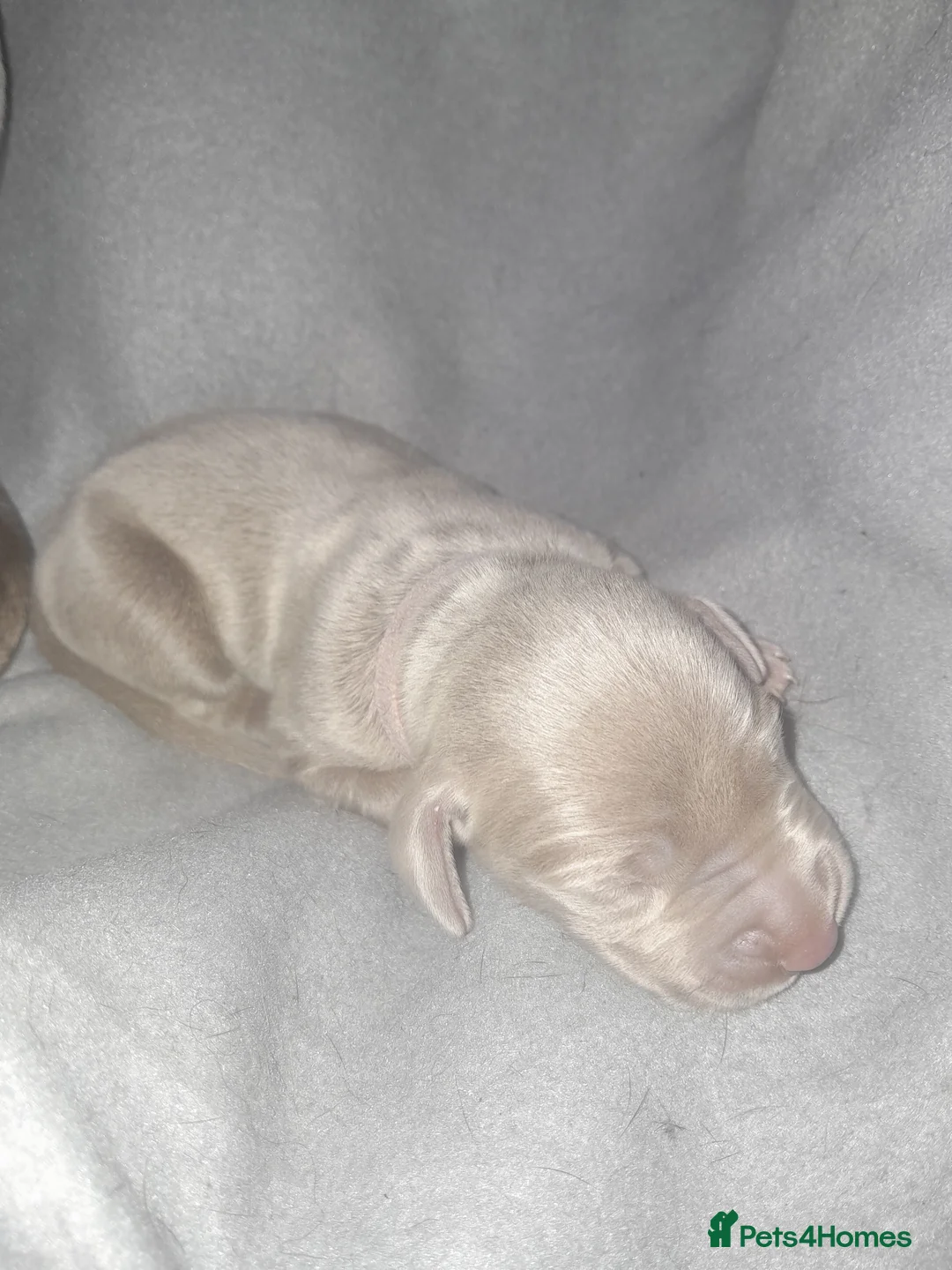 Weimaraner dogs for sale: Weimaraner gunalt champion bloodline KCregistered  - Advert 9