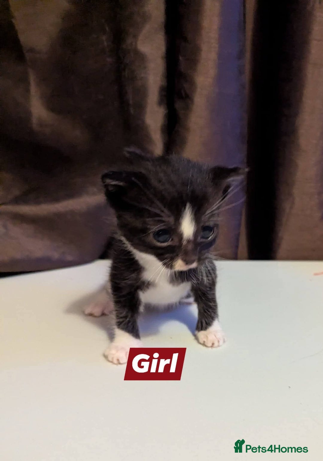 Mixed Breed cats for sale: Kittens - Advert 3