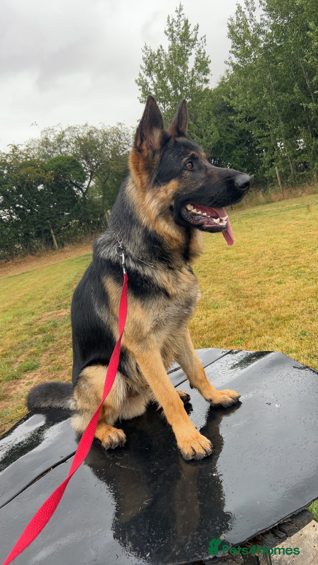 German Shepherd dogs for sale: Almost 2 year old boy for sale - Advert 2