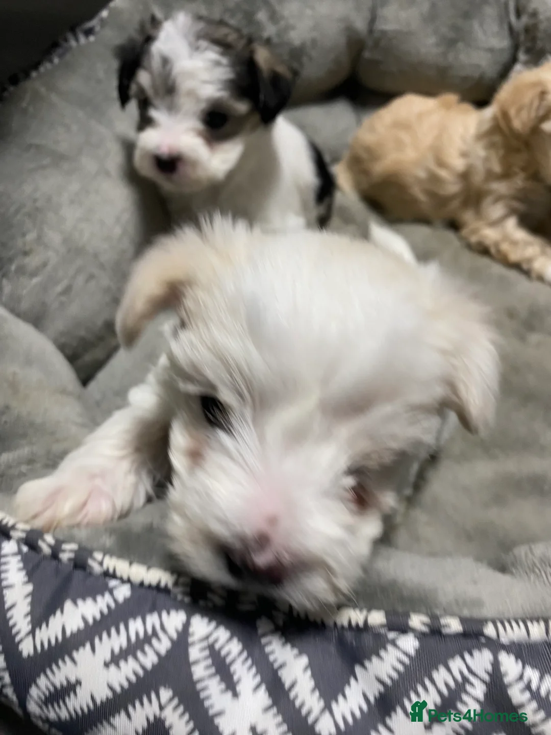 Mixed Breed dogs for sale: Beautiful Maltese & Silky Terrier Puppies - Advert 12
