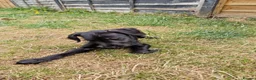 Mixed Breed dogs for sale: Beddy Whippet X Italian Greyhound - Advert 3