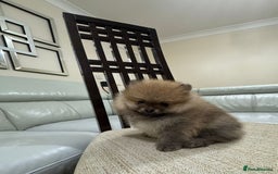 Pomeranian dogs for sale: Cute little pomeranians - Image 4