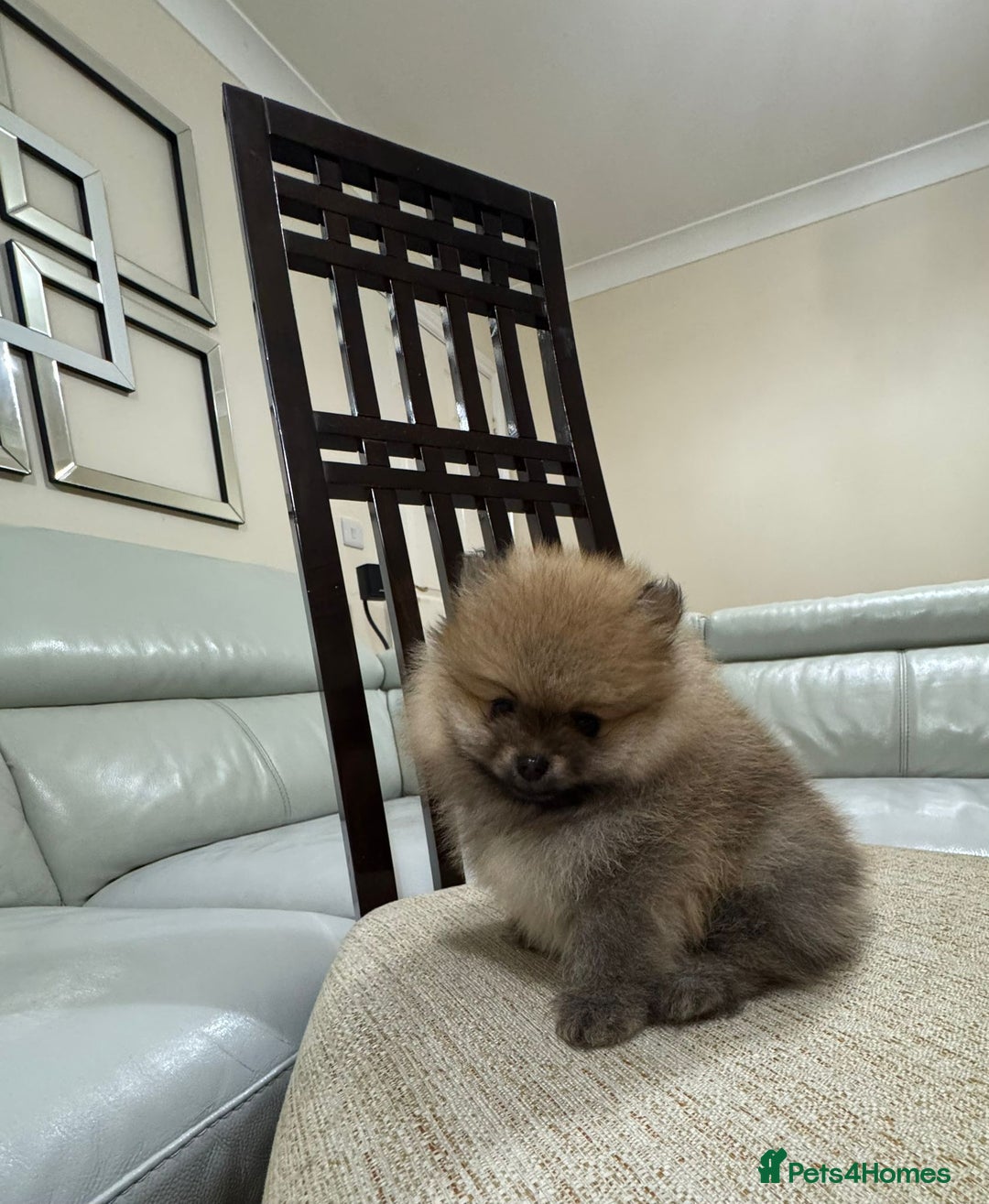 Pomeranian dogs for sale: Cute little pomeranians - Image 4