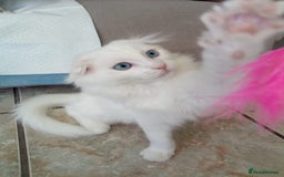 Scottish Fold cats for sale: ready now for there forever homes - Image 11