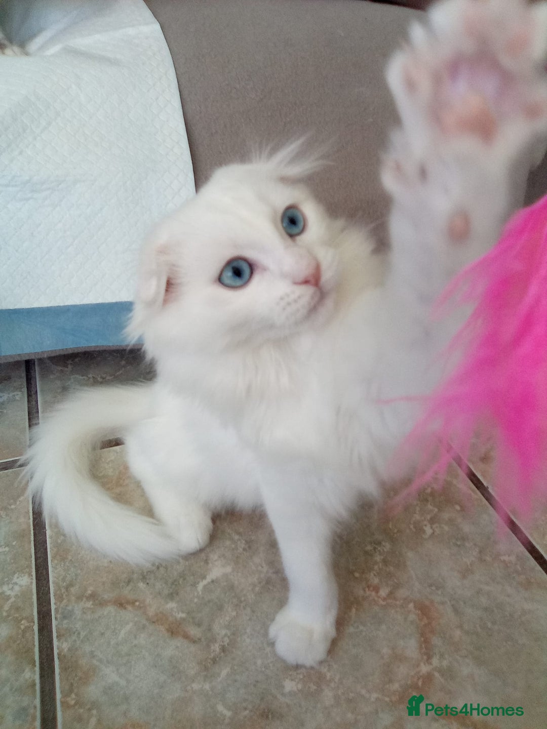 Scottish Fold cats for sale: ready now for there forever homes - Image 11