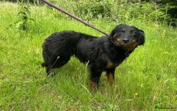 Mixed Breed dogs for adoption: Paige - Norwich Norfolk  - Image 8