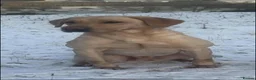Labrador Retriever dogs for sale: Fittybank Working Labradors for sale - Advert 4