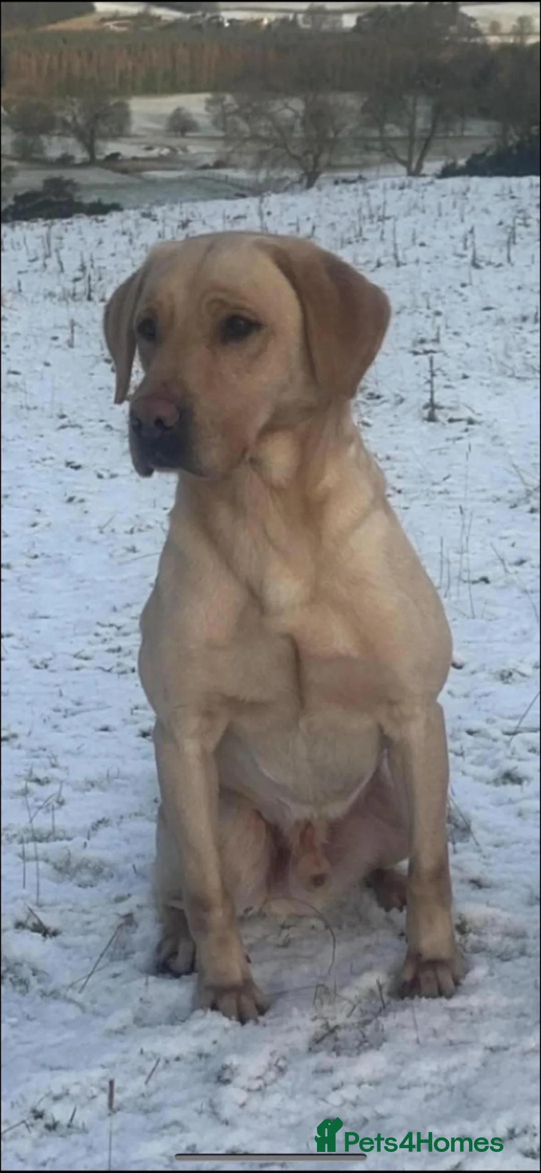 Labrador Retriever dogs for sale: Fittybank Working Labradors for sale - Advert 4