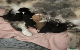 Mixed Breed cats for sale: ** ready to leave now 9 wks , 2 beautiful girls ** - Image 12