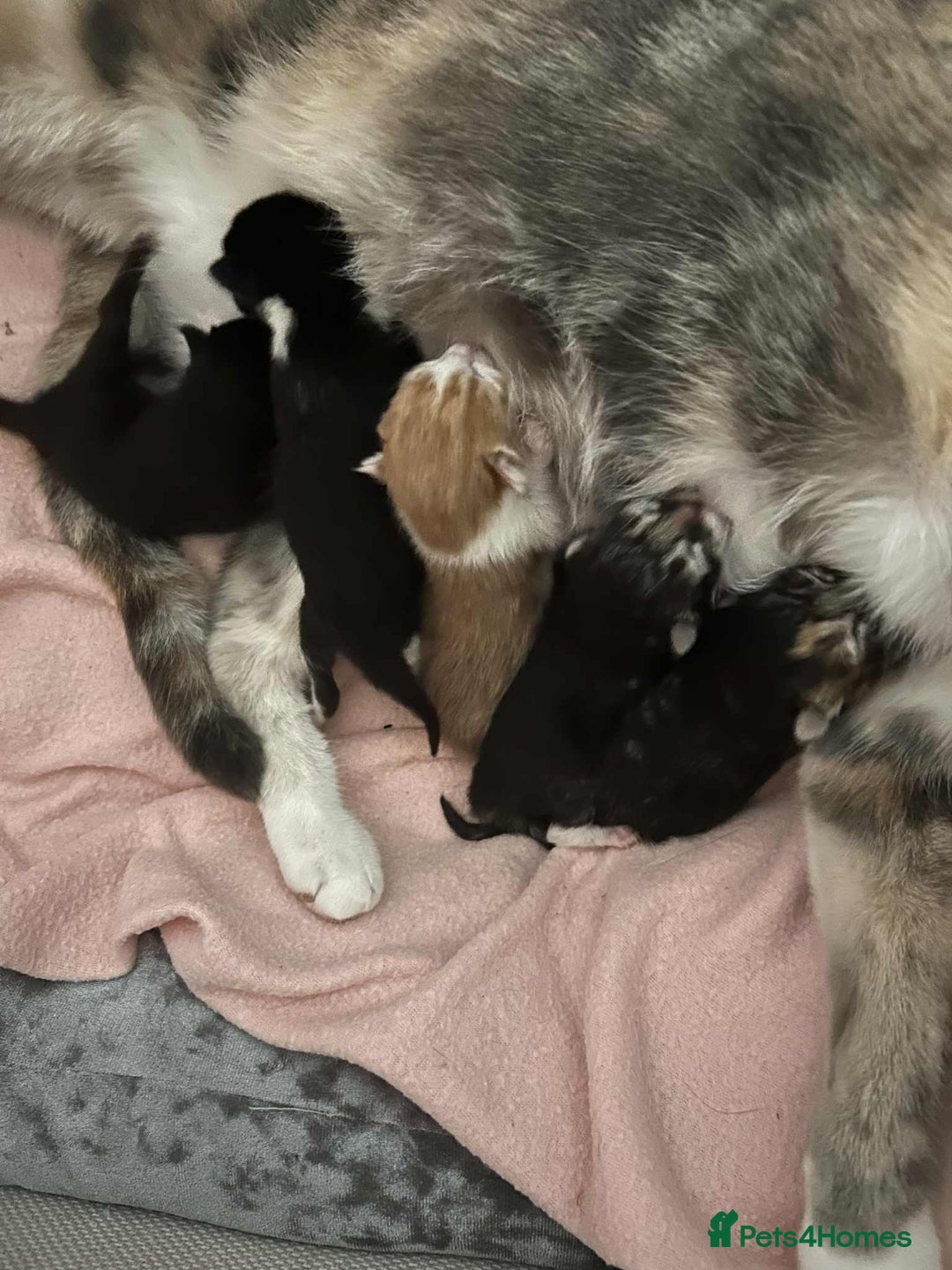 Mixed Breed cats for sale: ** ready to leave now 9 wks , 2 beautiful girls ** - Image 12