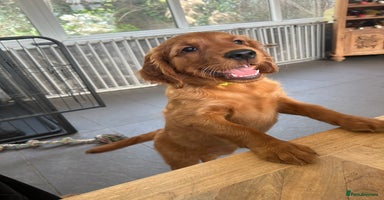 Mixed Breed dogs - Advert 1