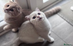 Scottish Fold cats for sale: Tica pedigree Scottish Fold and Scottish straight  in Croydon - Image 5