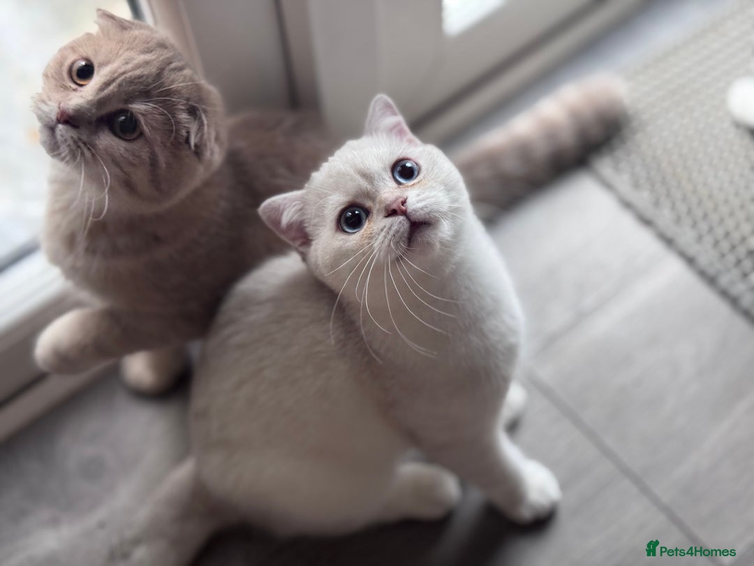 Scottish Fold cats for sale: Tica pedigree Scottish Fold and Scottish straight  in Croydon - Image 5