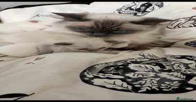 Ragdoll cats - Advert 9