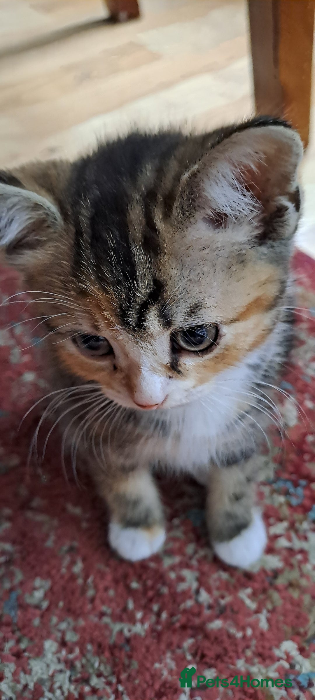 Scottish Fold cats for sale: Scottish fold/straight kittens  - Image 12